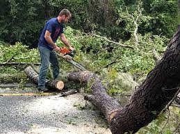 Hershey, PA Tree Services Company